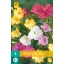 Virághagyma Mirabilis jalapa Mix (Nagy csodatölcsér) 5 db JUB