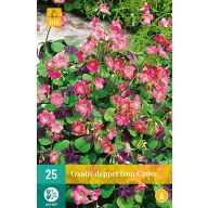   Virághagyma Oxalis deppei Iron Cross (Négylevelű lóhere) 25 db JUB