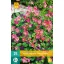 Bulb Oxalis deppei Iron Cross (Four-leaf clover) 25 pcs JUB