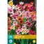 Bulb Sparaxis Mix (Gypsy Flower) 25 pieces JUB