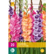 Virághagyma Gladiolus Viva La Vida (Kardvirág) 20 db JUB