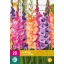 Virághagyma Gladiolus Viva La Vida (Kardvirág) 20 db JUB