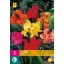 Flower Bulb Canna Mix 3 pieces JUB