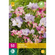 Flower bulbs Fresia Pastel Mix 50 pieces JUB