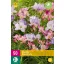Flower bulbs Fresia Pastel Mix 50 pieces JUB