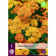 Perennial Achillea terracotta (Common yarrow) 1 plant JUB