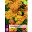 Perennial Achillea terracotta (Common yarrow) 1 plant JUB