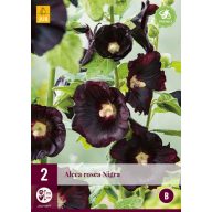Perennial Alcea Rosea Nigra (Raspberry Rosea) 2 pieces JUB