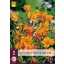 Évelő Alstroemelia Orange King (Inkaliliom) 2 db JUB