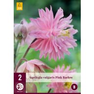   Perennial Aquilegia Pink Barlow (Garden Bellflower) 2 pieces JUB