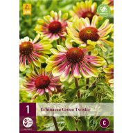 Perennial Echinacea Green Twister 1 JUB
