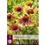 Évelő Echinacea Green Twister (Kasvirág) 1 db JUB