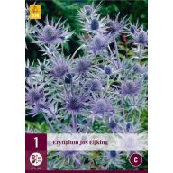 Perennial Eryngium Jos Eijking (Iringos) 1 JUB