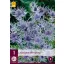 Évelő Eryngium Jos Eijking (Iringó) 1 db JUB