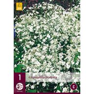   Perennial Gyipsophila Perfecta (Perpetual flower) 1 piece JUB