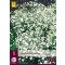 Évelő Gypsophila Perfecta (Fátyolvirág) 1 db JUB