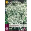 Évelő Gypsophila Perfecta (Fátyolvirág) 1 db JUB