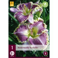 Évelő Hemerocallis Bestseller (Sásliliom) 1 db JUB