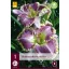 Évelő Hemerocallis Bestseller (Sásliliom) 1 db JUB