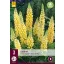 Perennial Lupinus Creme Geel/Creme Yellow (Starflower) 3 pcs JUB