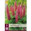 Évelő Lupinus Rood/Red (Csillagfürt) 3 db JUB
