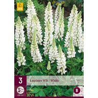 Perennial Lupinus Wit/White (Star Lupinus) 3 pcs JUB