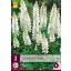 Évelő Lupinus Wit/White (Csillagfürt) 3 db JUB