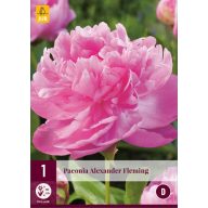 Perennial Paeonia Alexander Fleming (Peony) 1 piece JUB
