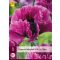 Perennial Papaver orientale Patty's Plum (Poppy) 1 piece JUB