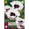 Évelő Papaver orientale Perry's White (Pipacs) 1 db JUB
