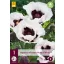 Évelő Papaver orientale Perry's White (Pipacs) 1 db JUB