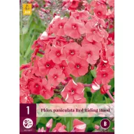 Perennial Phlox Red Riding Hood 1 JUB