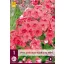Perennial Phlox Red Riding Hood 1 JUB