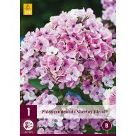   Perennial Phlox Paniculata Sherbet Blend (Flame Flower) 1 JUB