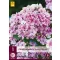 Évelő Phlox Paniculata Sherbet Blend (Lángvirág) 1 db JUB