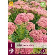 Perennial Sedum Herbstfreude 1 JUB