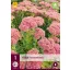 Évelő Sedum Herbstfreude (Varjúháj) 1 db JUB