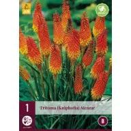 Évelő Tritoma (Kniphofia) Alcazar (Fáklyaliliom) 1 db JUB