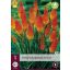 Perennial Tritoma (Kniphofia) Alcazar (Torch Lily) 1 JUB