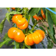   Tomato peppers yellow organic Tamiro Rein Saat about 30 seeds