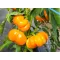 Tomato peppers yellow organic Tamiro Rein Saat about 30 seeds