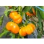 Tomato peppers yellow organic Tamiro Rein Saat about 30 seeds