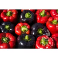 Paprika organic Violeta Rein Saat approx 35 seeds
