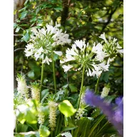 Évelő Agapanthus africanus Albus 1 db JUB