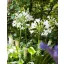 Évelő Agapanthus africanus Albus 1 db JUB