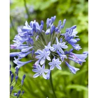 Évelő Agapanthus Blue Giant 1 db JUB