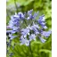 Évelő Agapanthus Blue Giant 1 db JUB