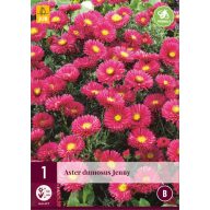 Évlő Aster dumosus Jenny 1 db JUB