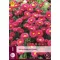 Évelő Aster dumosus Jenny 1 db JUB