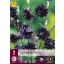 Évelő Aquilegia Black Barlow 2 db JUB
